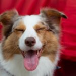 Pet insurance coverage comparison