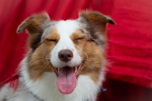 Pet insurance coverage comparison