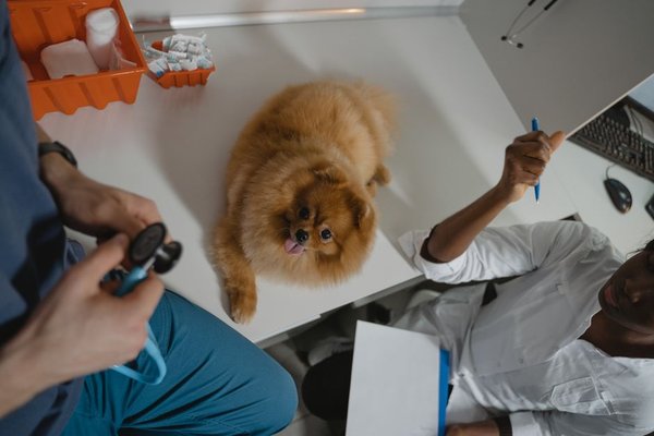 pet insurance emergency vet visits