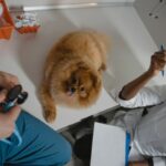 pet insurance wellness plan vs insurance