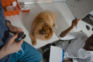 Pet Insurance vs Wellness Plans: Coverage, Costs and Differences